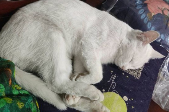 猫认识主人吗