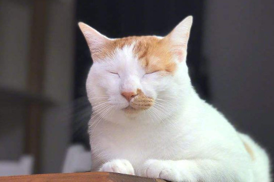 猫能活多少年