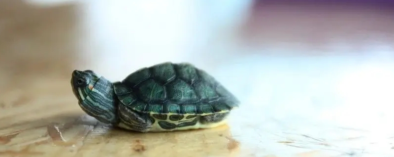 小巴西龟吃什么食物