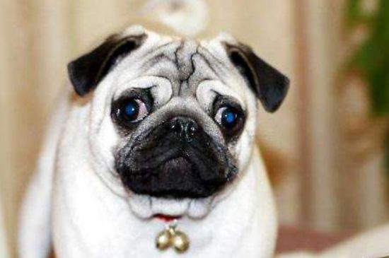 八哥犬寿命，八哥平均能活13岁养护越好寿命越长