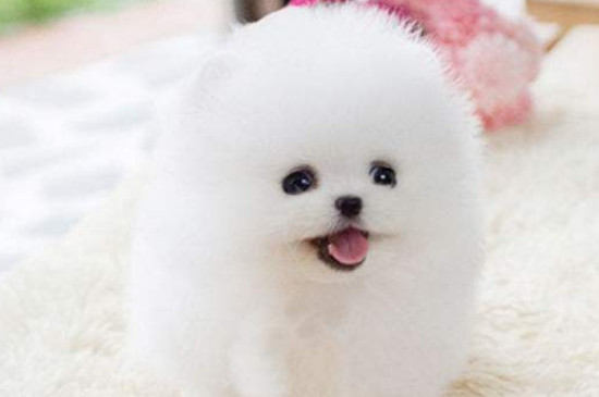 博美犬能吃什么