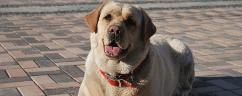 狗狗怀孕几个月生产
