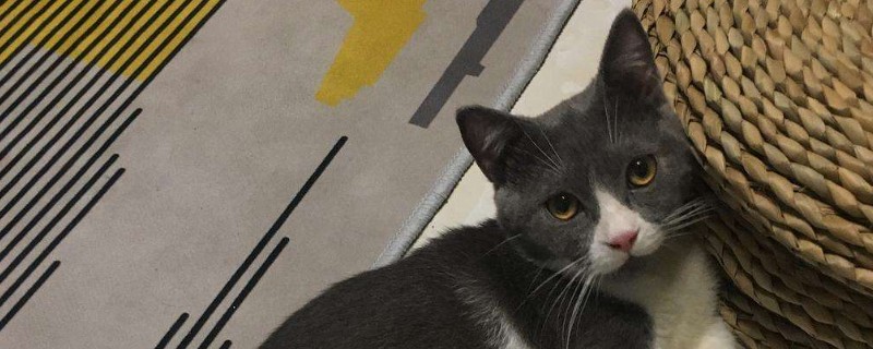 猫腹水早期是什么症状