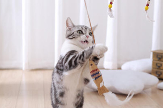 猫玩逗猫棒多久会累