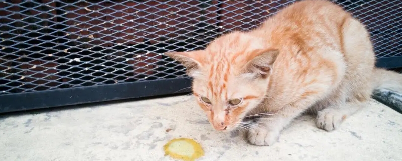 猫太瘦了怎么喂胖