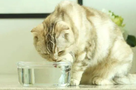 猫咪可以喝可乐吗
