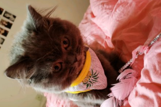 猫叹气代表什么意思