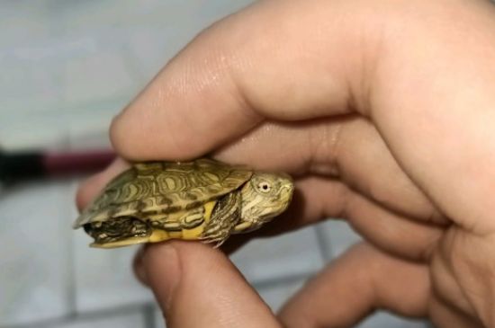 乌龟烂壳怎么治疗