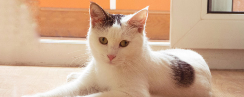 猫咪多久能听懂名字，怎么训练猫咪知道自己的名字