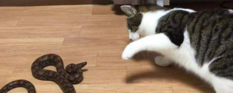 猫怕蛇吗
