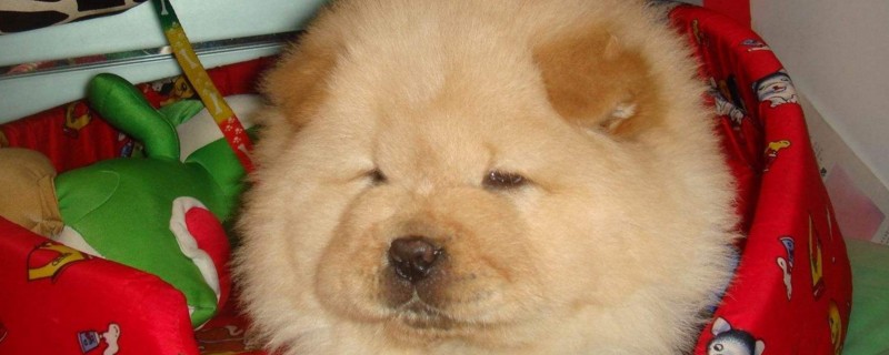 小型松狮犬能长多大