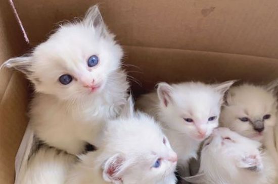 猫生孩子应该怎么处理