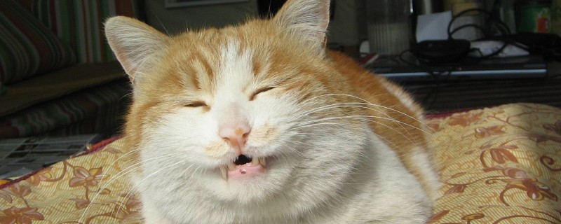 猫会做梦吗