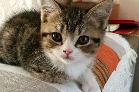 养猫的人容易得什么病