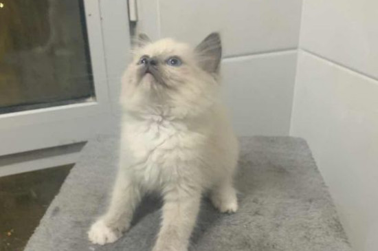 猫咪尿闭没钱治疗怎么办啊
