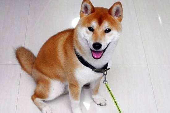 柴犬拆家吗
