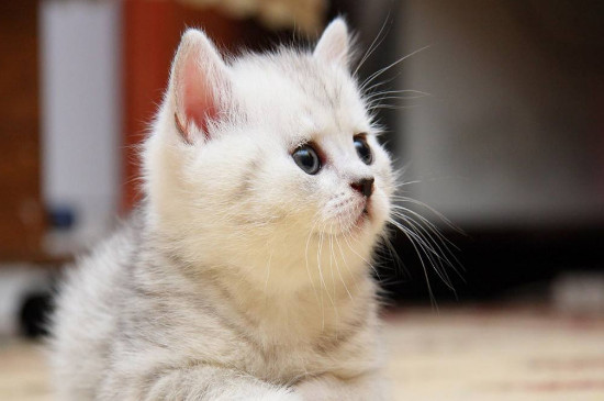 小猫拉稀怎么办，小猫快速止泻的方法