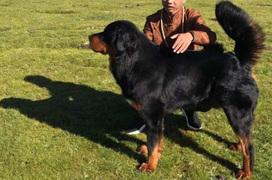 护主犬排名