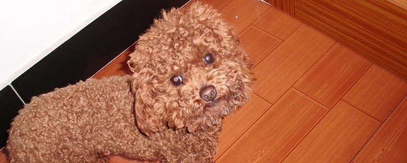 泰迪犬养多久才认主人
