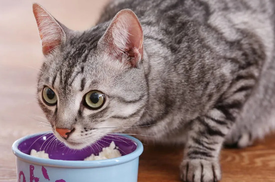 猫咪的禁忌食物