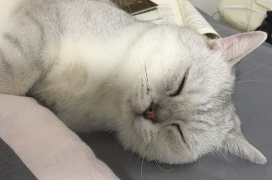 猫寿命一般多少年