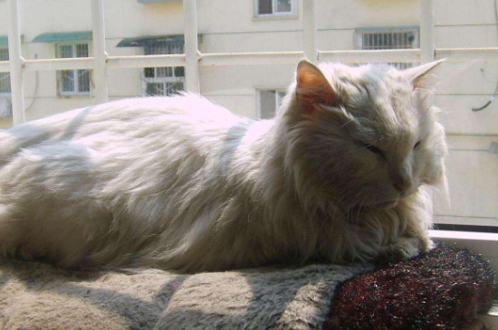 猫的寿命是几年