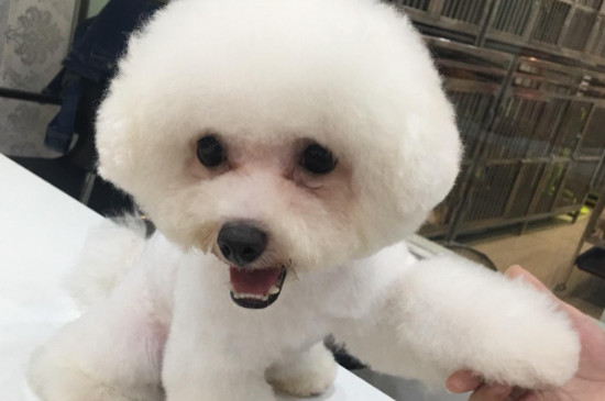 狗狗凶没人敢剪毛怎么办