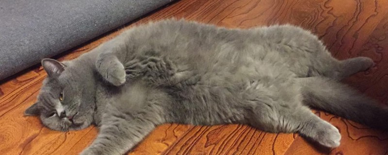 英短蓝猫早上老吵我怎么办