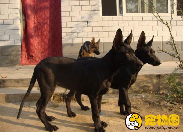 中国真正的猛犬黑狼犬，个头超大一口能咬下两斤肉