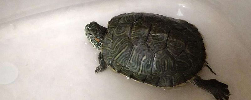 巴西龟多长时间能饿死