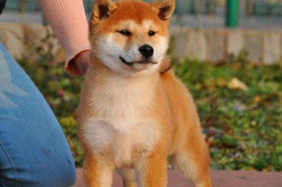 去犬舍买柴犬怎么挑，怎样挑选小柴犬幼犬