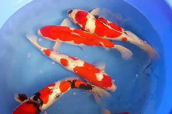 鱼食多久喂一次喂多少