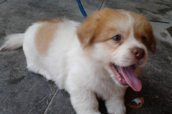 犬窝咳症状会自愈吗