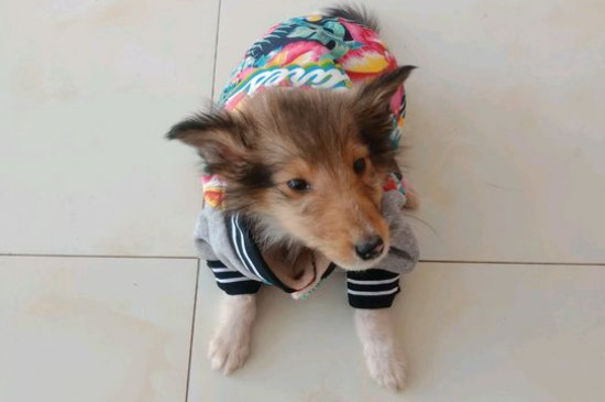 苏格兰牧羊犬吃什么食物，苏牧能吃狗粮和水果