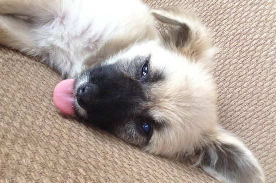 狗狗得细小有什么症状