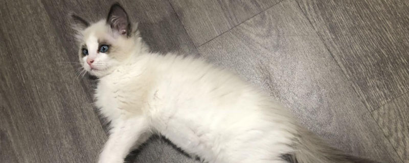猫肺水肿初期