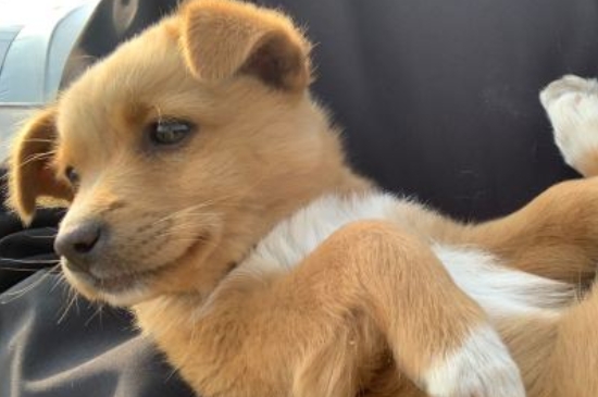 狗狗冠状病毒怎么治疗