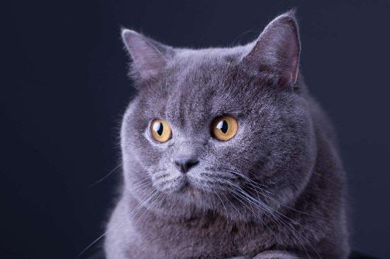 英国短毛猫是蓝猫吗，英国短毛猫和蓝猫区别