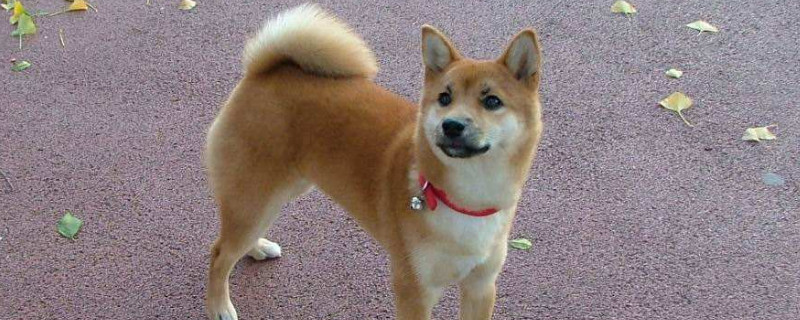 去犬舍买柴犬怎么挑，怎样挑选小柴犬幼犬
