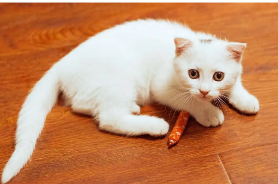 猫咪咬疼主人自己知道吗