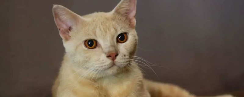 猫不吃猫粮还能吃什么