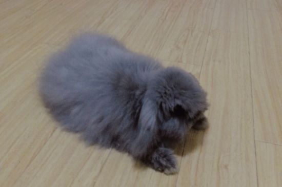 兔子拉的屎变小而且黑