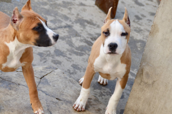 斯塔福犬多少钱一只，大概要3000元左右一只