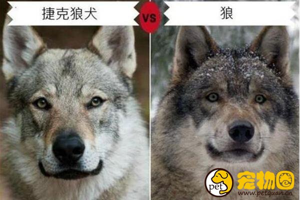 捷克狼犬简直和狼一模一样，国内却出现假冒狼犬害人