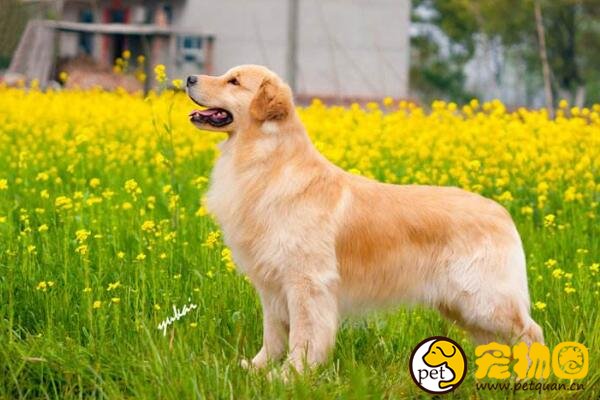 十大忠诚的狗排名，第一的中华田园犬PK掉日本秋田犬