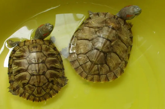 乌龟多少温度开始冬眠
