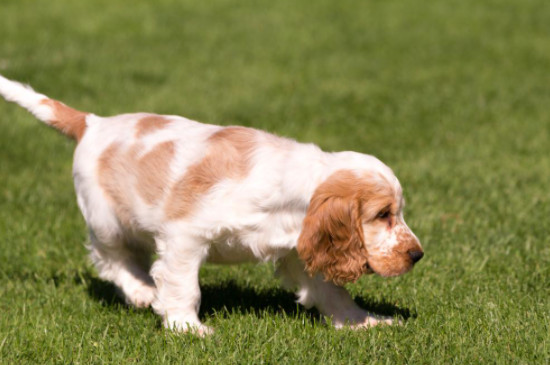 可卡犬智商相当于几岁