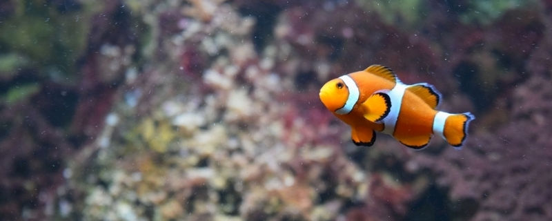 十大养不死的海水鱼