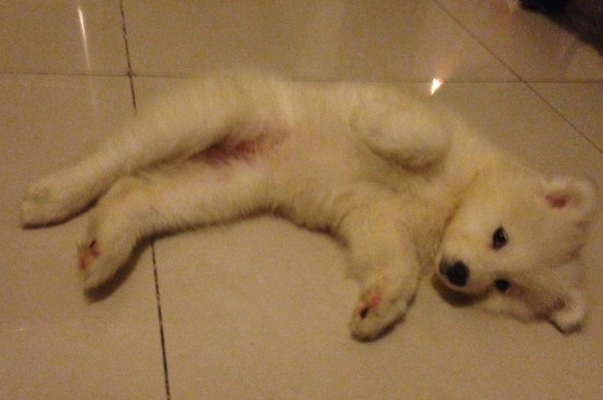 犬瘟神经症状的表现，患病狗狗还能活多久