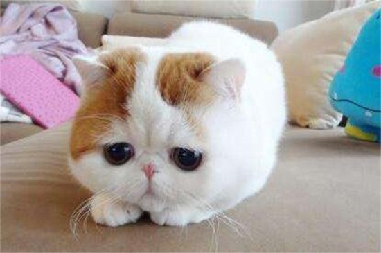 吊兰对猫有毒吗，哪些植物对猫有毒
